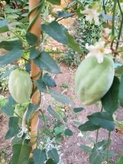 Ağaç Bamyası (Araujia Sericifera) Fidesi 50-80 cm-Meyveli