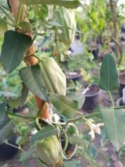 Ağaç Bamyası (Araujia Sericifera) Fidesi 50-80 cm-Meyveli