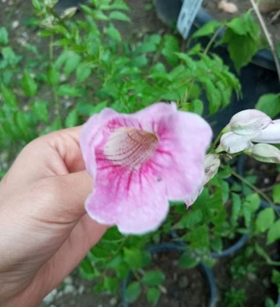 Pembe-Mor Acem Borusu 50 cm
