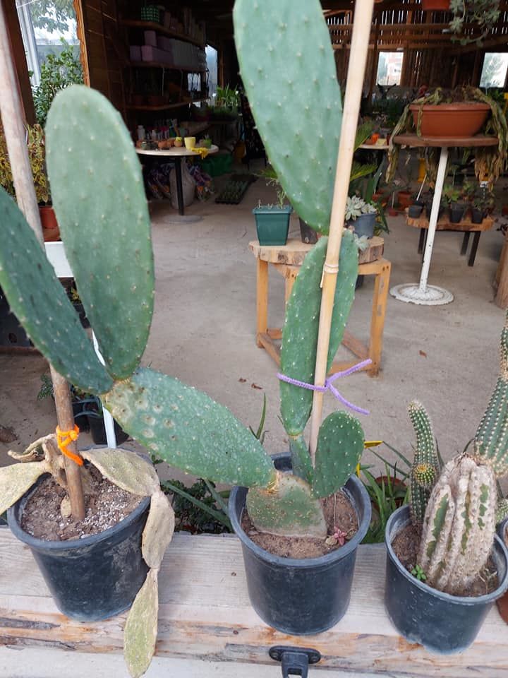 Opuntia Anaç Bitki