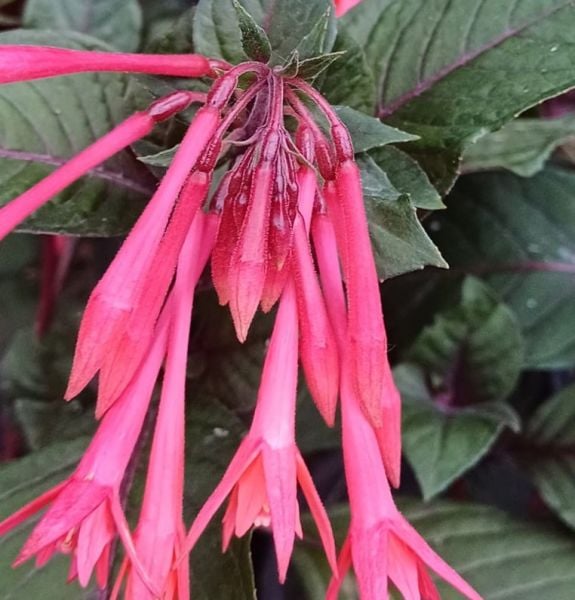 Fuchsia Triphylla-Arap Küpelisi