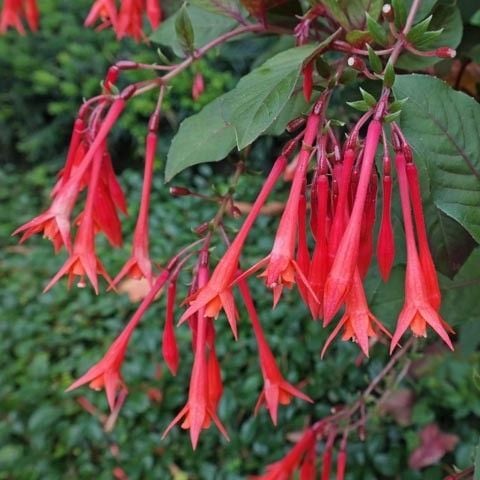 Fuchsia Triphylla-Arap Küpelisi
