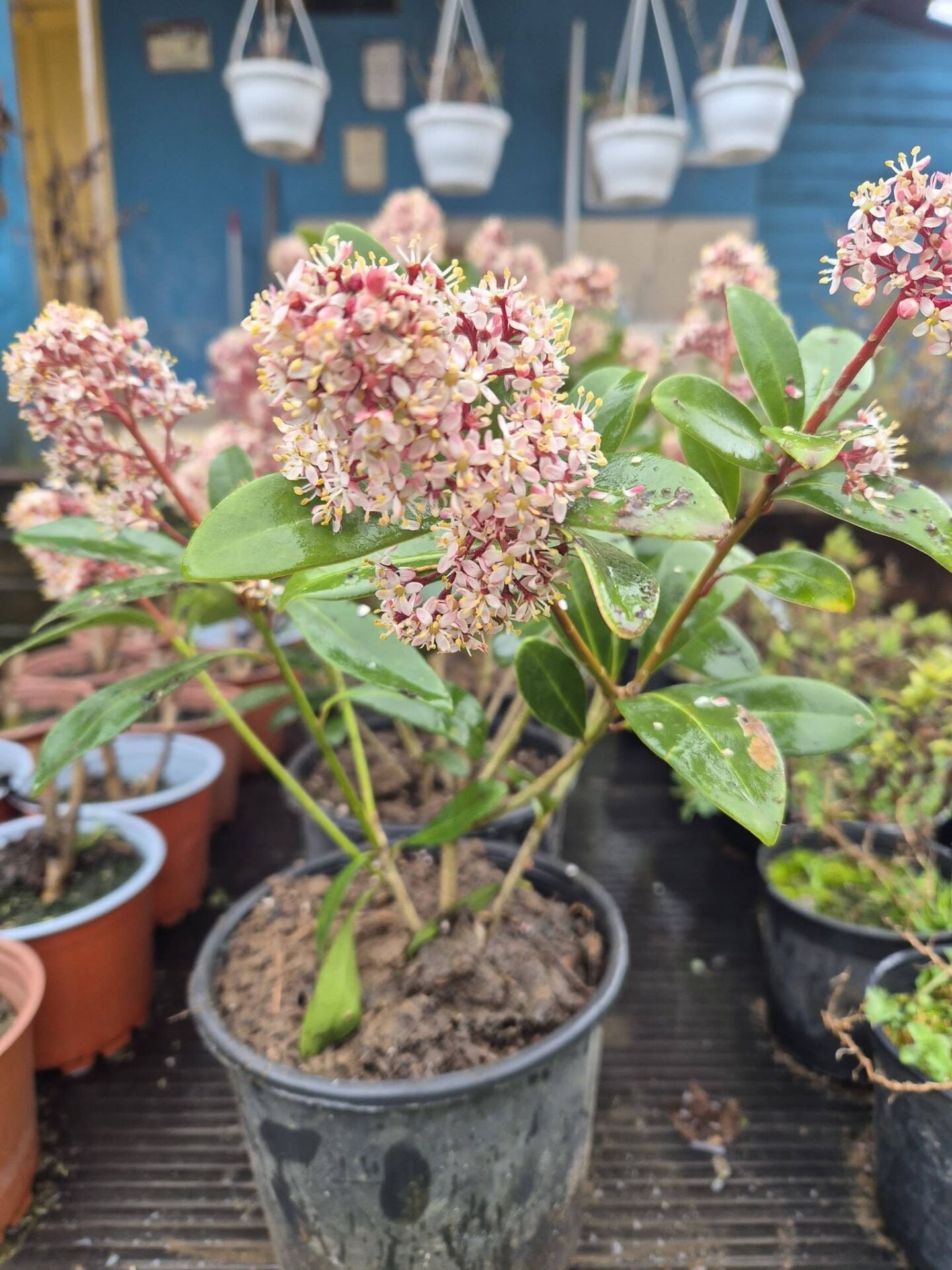 Parfüm Kokulu Köpük Çalısı İthal Skimmia japonica Rubra  50-60 cm