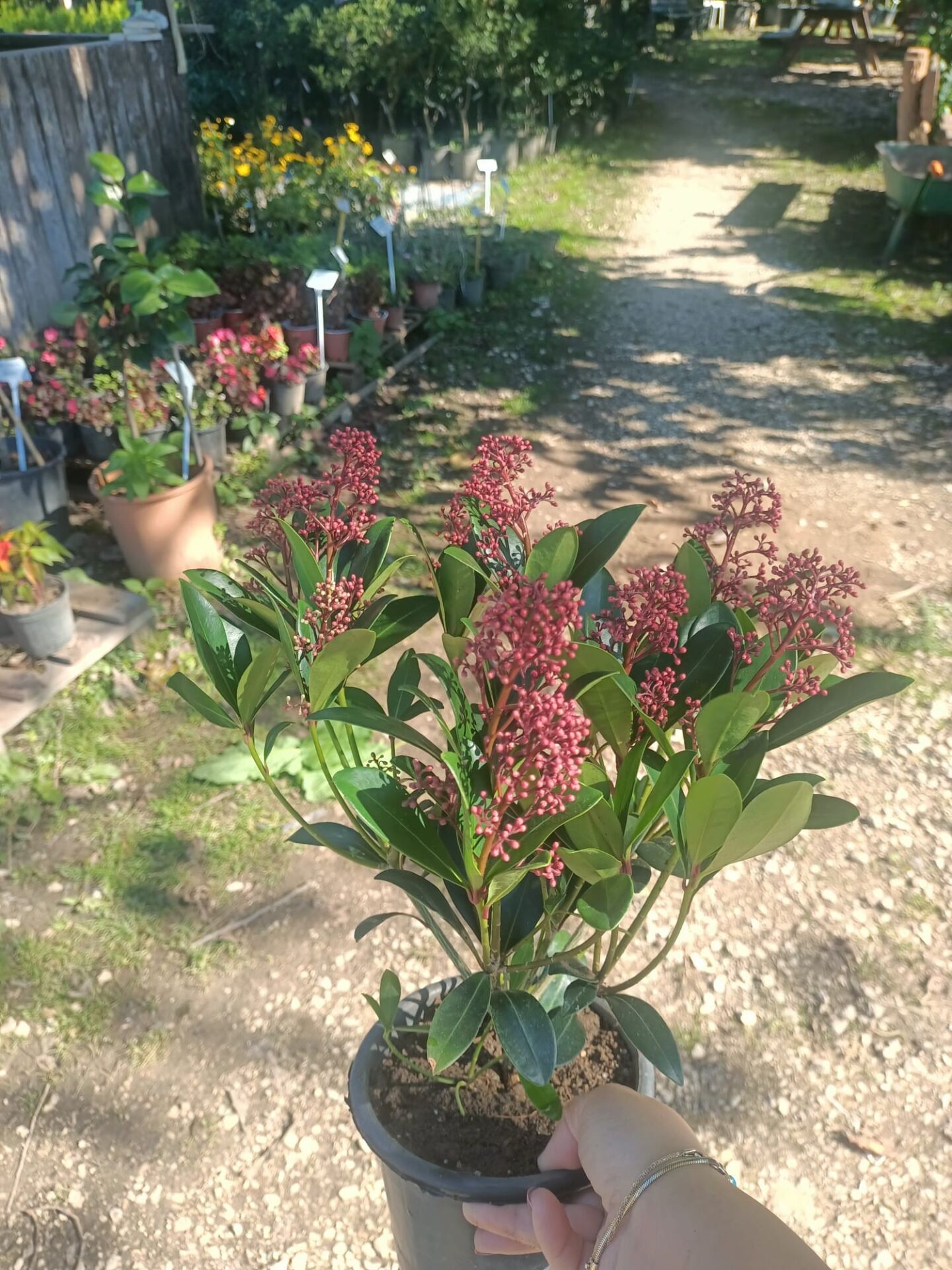 Skimmia Çiçeği Köpük Çalısı İthal Skimmia japonica Rubra  40-60 cm