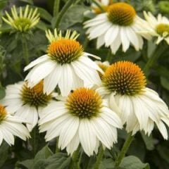 Rudbekya  White Swan Ekinazya Çiçeği