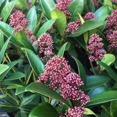 Skimmia Çiçeği Köpük Çalısı İthal Skimmia japonica Rubra 0-20 cm