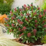 Skimmia Çiçeği Köpük Çalısı İthal Skimmia japonica Rubra 0-20 cm