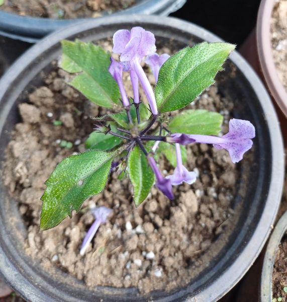 Plectranthus Mona Lavender Çiçeği