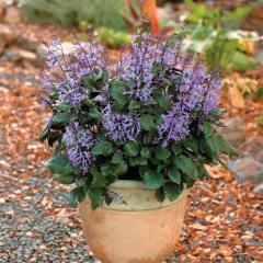 Plectranthus Mona Lavender Çiçeği