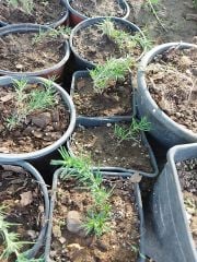 Phlox Subulata Yayılıcı Floks Emerald Cushion Blue