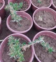 Phlox Subulata Yayılıcı Floks Emerald Cushion Blue