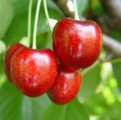 Kuş Kirazı (Prunus Avium L.) Fidanı 200-230 cm-5 Yaş-Gövde Çapı 6-8 cm