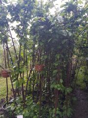 Kuş Kirazı (Prunus Avium L.) Fidanı 200-230 cm-5 Yaş-Gövde Çapı 6-8 cm
