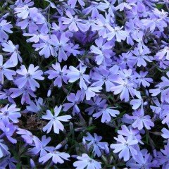 Phlox Subulata Yayılıcı Floks Emerald Cushion Blue