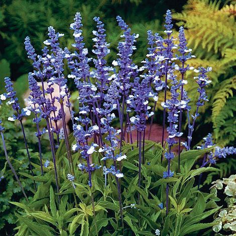 Salvia Mavi Peri Fidesi Süs Adaçayı Farinacea Fairy queen
