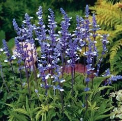 Salvia Mavi Peri Fidesi Süs Adaçayı Farinacea Fairy queen