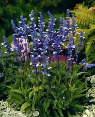 Salvia Mavi Peri Fidesi Süs Adaçayı Farinacea Fairy queen