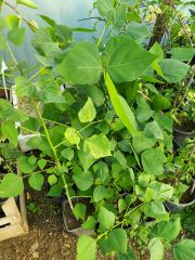 Erythrina Amazonica Samen Korallenber 50 cm