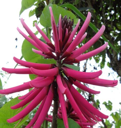 Erythrina Amazonica Samen Korallenber 50 cm