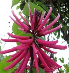 Erythrina Amazonica Samen Korallenber 50 cm