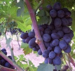 Horoz-Antep Karası Üzüm Fidanı 13 Yaş-Gövde Çevresi 20-30 cm