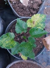 Campanula Fidesi Mavi Çiçekli