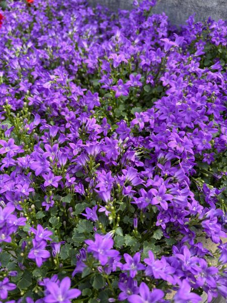 Maviş Çiçeği (Campanula) Çan Çiçeği