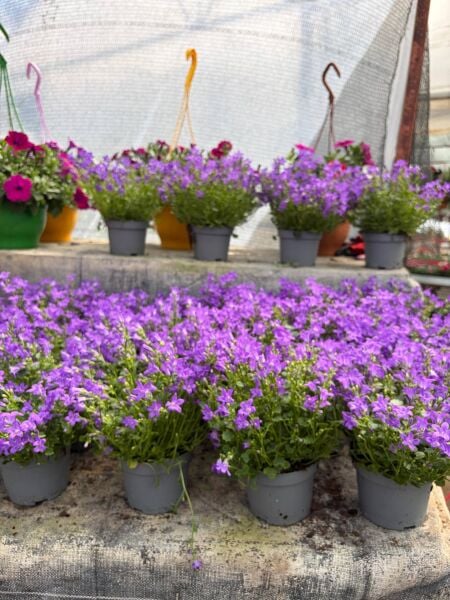 Maviş Çiçeği (Campanula) Çan Çiçeği