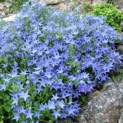 Campanula Fidesi Mavi Çiçekli