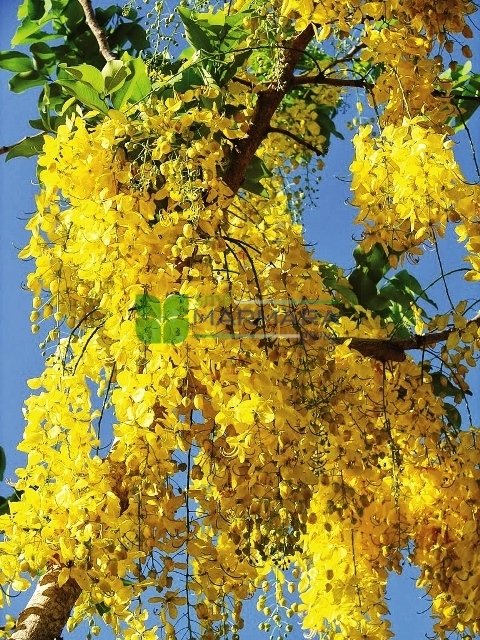 20 Adet Güvey Kandili Ağacı(Koelreuteria Paniculata)  Tohumu