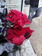 Atatürk Çiçeği - Ponsetya