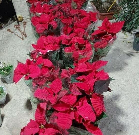 Atatürk Çiçeği - Ponsetya