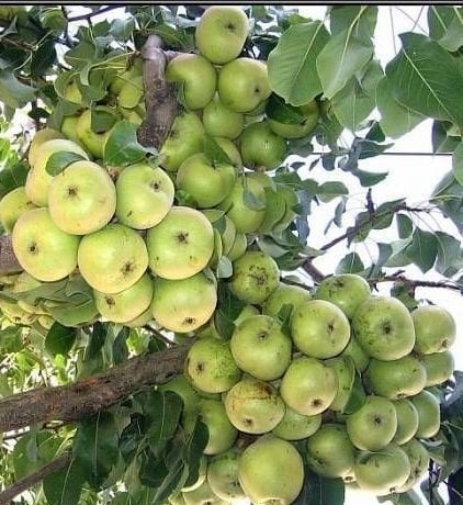 Ahlat Fidanı 6-8 Yaş-Gövde Çevresi 6-10 cm