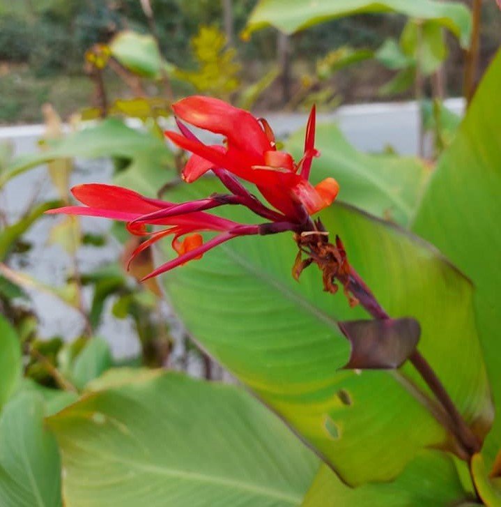 Canna x indica Red Dazler Kanna Kana Tesbih Çiçeği