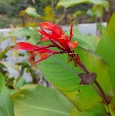 Canna x indica Red Dazler Kanna Kana Tesbih Çiçeği