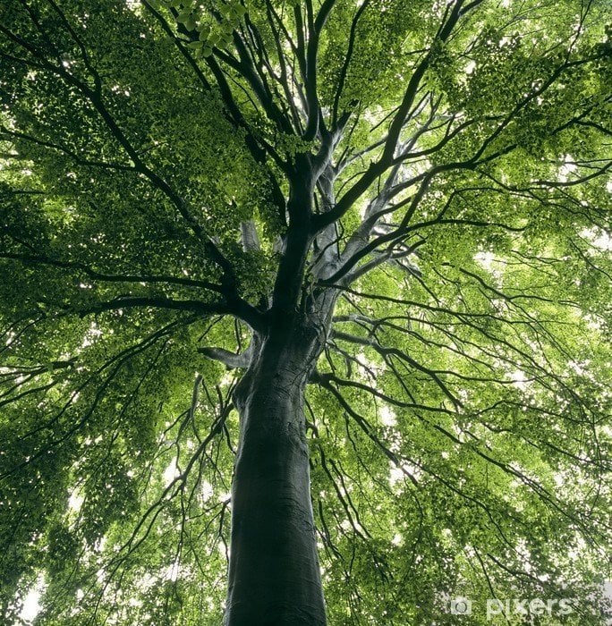 Fagus Sylvatica Kayın Fidanı 60-80 cm