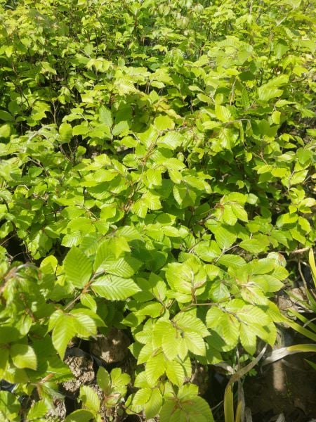 Fagus Sylvatica Kayın Fidanı 60-80 cm