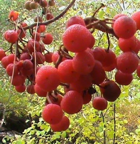 Arbutus Andrachne (Sandal Ağacı) Fidanı 5 Yaş- Boy 120 cm