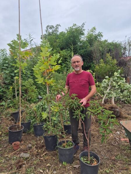 Arbutus Andrachne (Sandal Ağacı) Fidanı 5 Yaş- Boy 120-140 cm