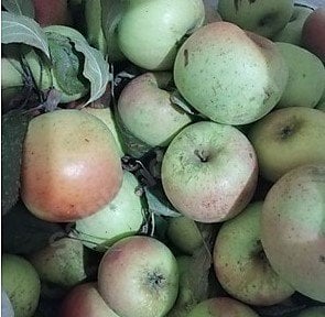 Kara Süt Elması Fidanı 130-150 cm