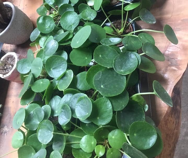 Pilea Peperomioides Çin Para Bitkisi