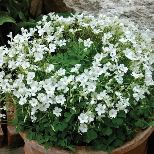 Oxalis  Regnellii Irish Mist (Beyaz çiçekli Süs Yoncası, Uyku Çiçeği)