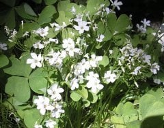 Oxalis  Regnellii Irish Mist (Beyaz çiçekli Süs Yoncası, Uyku Çiçeği)