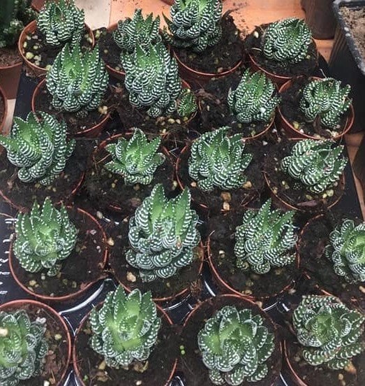 Haworthia Fasciata -- Aloe Zebra