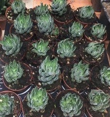 Haworthia Fasciata -- Aloe Zebra