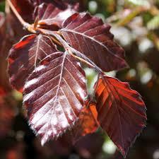Fagus Sylvatica Purpurea (Kırmızı Yapraklı Avrupa Kayını-Boy 230-250 cm-Gövde Çevresi 12-14 cm