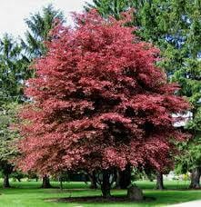 Fagus Sylvatica Purpurea (Kırmızı Yapraklı Avrupa Kayını-Boy 230-250 cm-Gövde Çevresi 12-14 cm
