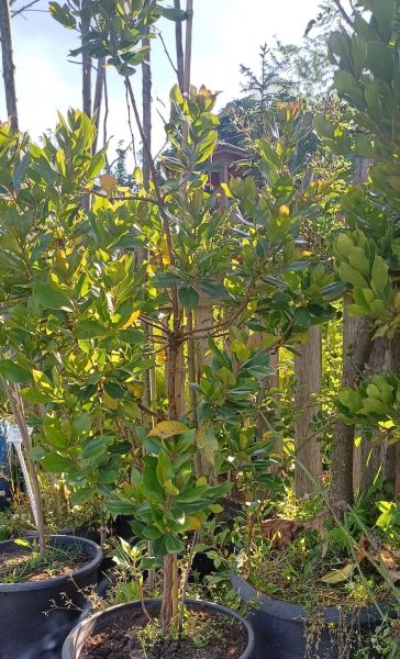 Kocayemiş Fidanı 7 Yaş-130 cm