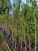 Çakal Eriği (Prunus Spinosa) Fidanı 15 Yaş-220-300 cm-Gövde Çapı 14-18 cm