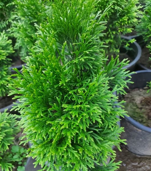 Mazı Fidanı (Smargart) -Boy 80 cm